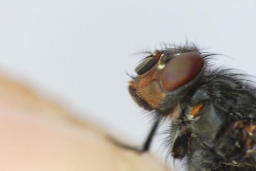 Calliphora vicina